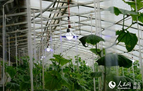 湖北保康:植物生长灯进大棚 抗雾霾保蔬菜生
