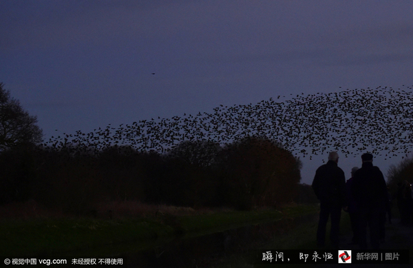 当地时间2016年1月8日,英国格拉斯顿堡,成群椋鸟迁徙,飞过天空。