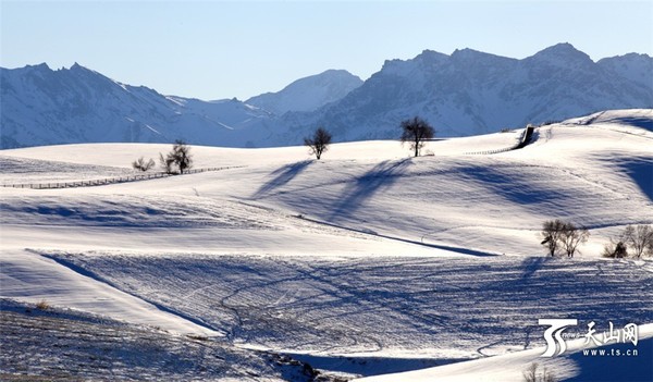 1月10日拍摄的江布拉克冬日风光。