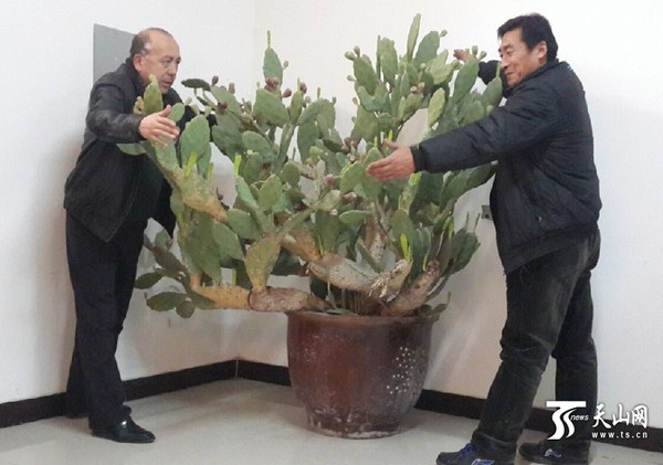 这盆高1.8米的仙人掌,两个人都无法合抱。