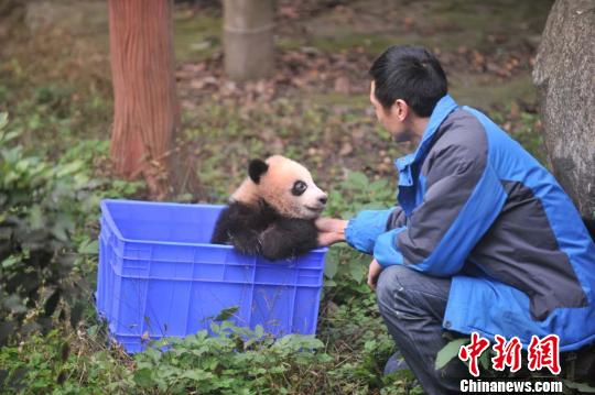 重庆动物园熊猫宝宝新年卖萌首现|游客|熊猫
