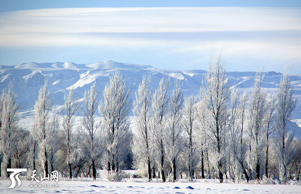 裕民县雾凇美景