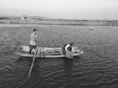 养殖户投放虾苗。