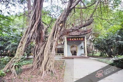 公园里除了健身步道和休闲长廊，还栽种了20余种植物。