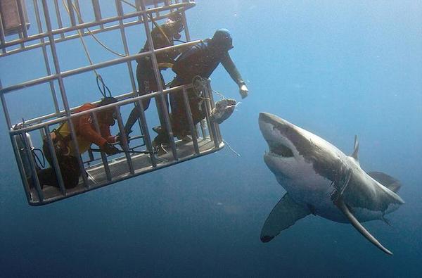 水员与大白鲨亲密接触 上演惊魂时刻|墨西哥|食