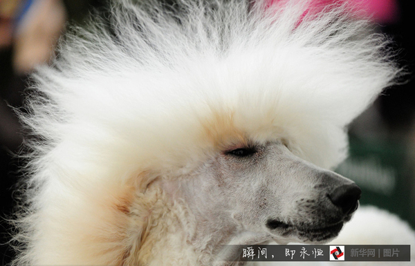 汪星人大比美“萌化人心”