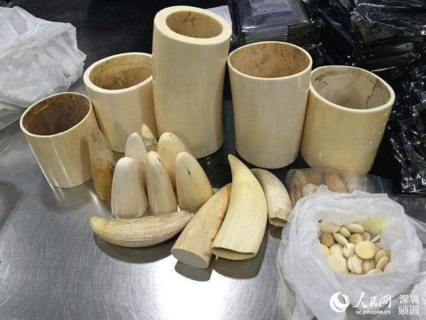 海关查获象牙段56个,包括筒状大象牙段5个,象牙尖11个、小象牙尖7个,象牙圈32个,共56个,总重量为4.8公斤。(皇岗海关 供图)