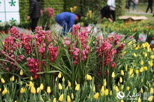 上万盆洋水仙、百合、郁金香、大花蕙兰等珍贵花卉组成浪漫花海。(朱虹 摄）