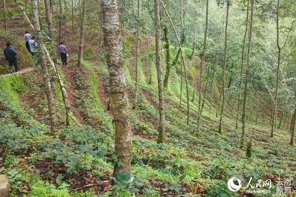 龙陵县人口_保山市各区县 隆阳区人口最多经济最好,腾冲市面积最大(2)