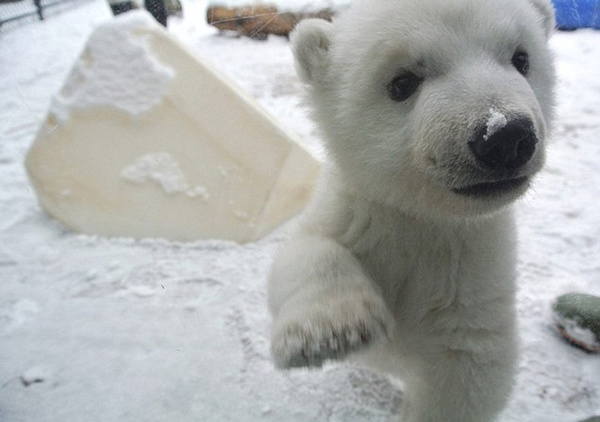 多伦多动物园里3个月大的幼熊平生初遇下雪。(网页截图)