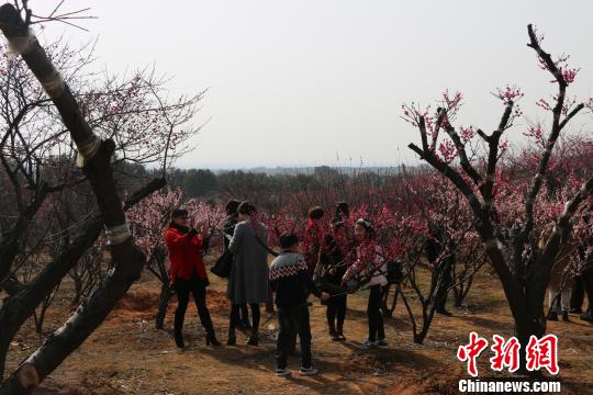 浙江长兴红梅盛开游人如织　张啸松　摄