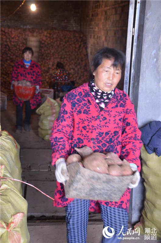 请人挑选红苕