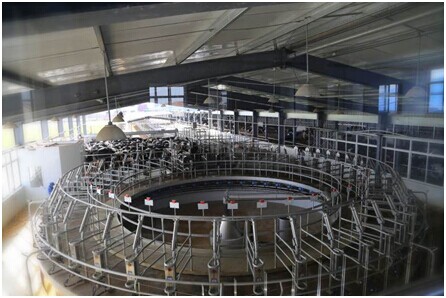 丙申初春 再聚双喜|牧场|奶牛