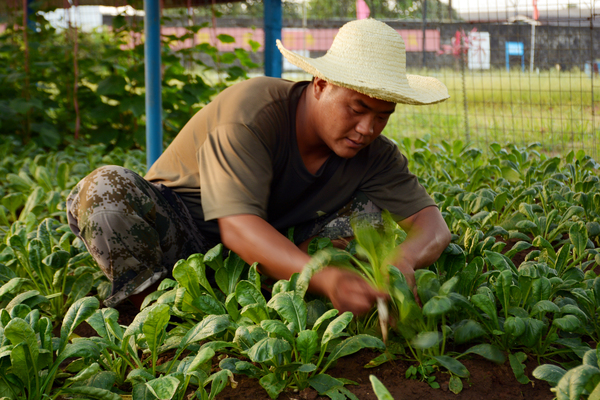 维和战士周大征正在给菜地间苗