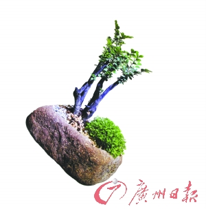 石头盆栽。
