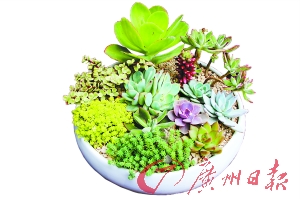 多肉植物好打理,属于“懒人植物”。