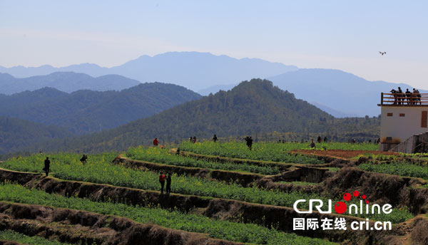 坪山梯田