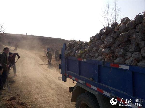 湖北麻城:乘马添新绿 植树育新风|干部|自觉性