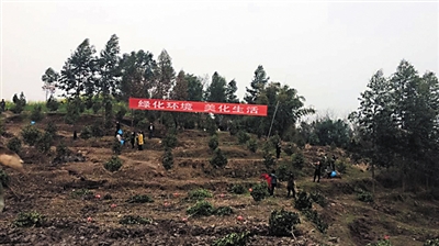 妇女们上山植树500余棵。