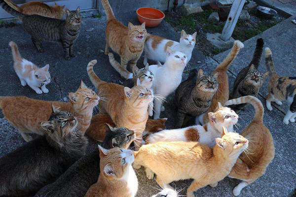 日本猫岛缺猫粮 岛民们向网友求助 然后…|网友