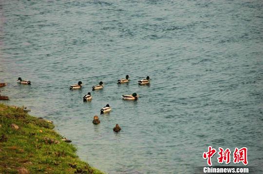 野生绿头鸭在水中游动 姜山红 摄