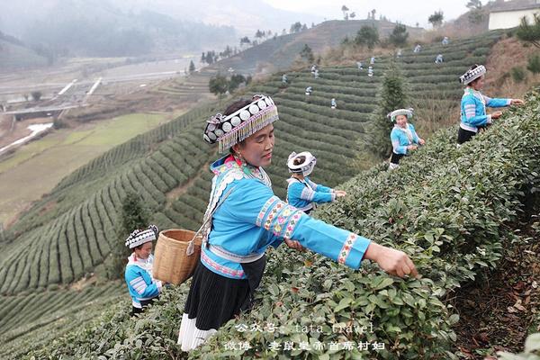 海葩苗的最美茶仙子：颜好心灵美