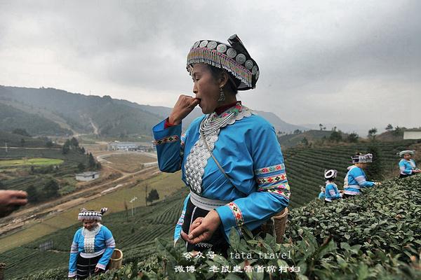 海葩苗的最美茶仙子：颜好心灵美