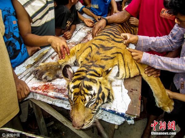 官员称村民杀死一只濒临灭绝的苏门答腊虎并食其肉,这只老虎陷入了