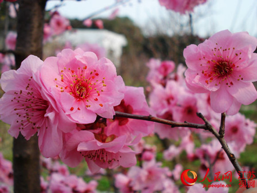 梅花山此时盛花初期的“美人梅”也被寒潮定格在最美丽时刻,有花有蕾,有时花叶同放,异常美丽。