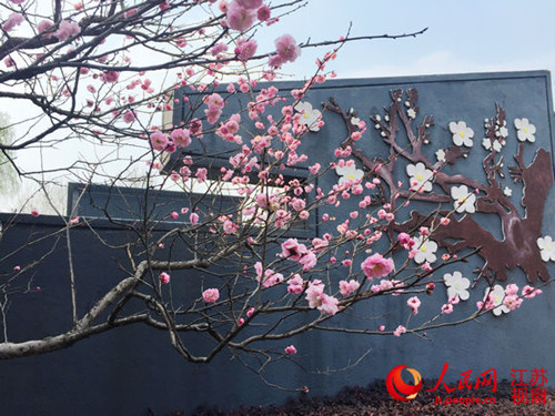 杏梅在梅花山及梅花谷路边均有大量分布,来梅花山踏青的同时,可欣赏到她们娇艳的身姿。