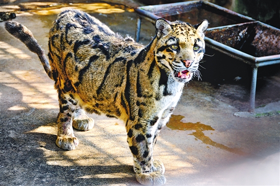 在国内动物园寻找本土珍稀动物……|金钱豹|动物区_凤凰资讯