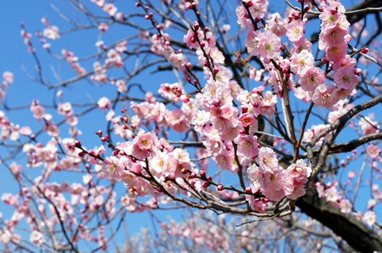 日本举行传统梅花节，游园赏花浪漫唯美。