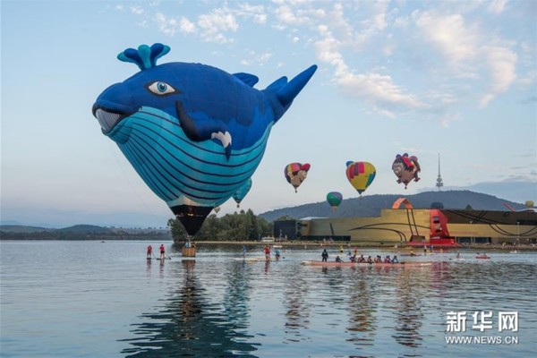 3月15日，在澳大利亚堪培拉，热气球在伯利·格里芬湖上空飞翔。新华社发（钱军摄）