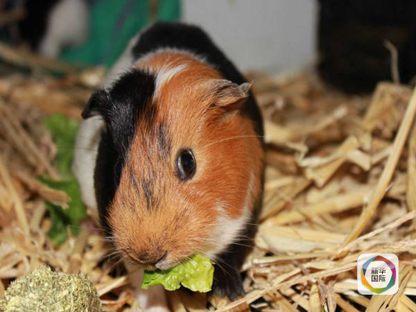 　　豚鼠与兔子区别还是蛮大的