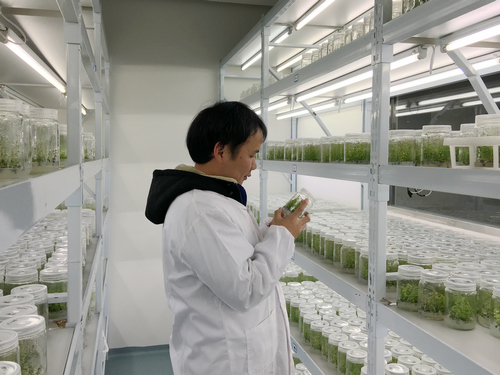 胡重九正在组培室里查看植物生长情况。