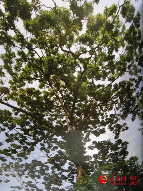 三明市三元区的2015年福建“无患子王”