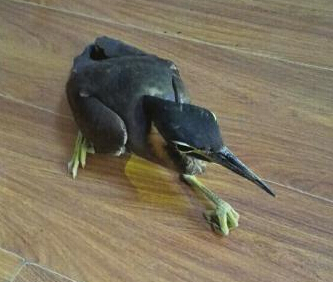 广元发现的海南虎斑鳽，已无力站立。