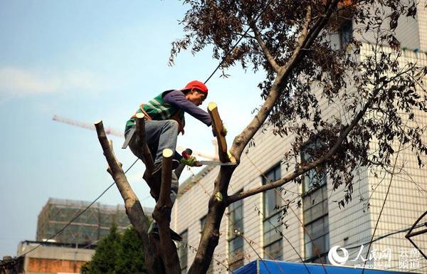 3月16日，园林工作人员正在给昆明市丹霞路上的小叶榕“截肢”。（人民网虎遵会摄）