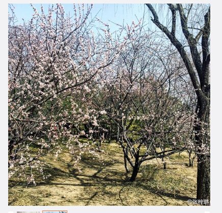 张梓琳微博截图