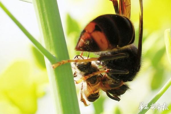 胡蜂捕食蜜蜂