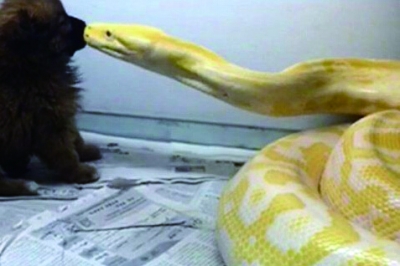 被当黄金蟒吞狗主角 遭 人肉 |网友|转发_凤凰