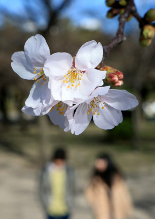 等地樱花率先开放 淡雅景致惹人醉(图)|日本|名古屋