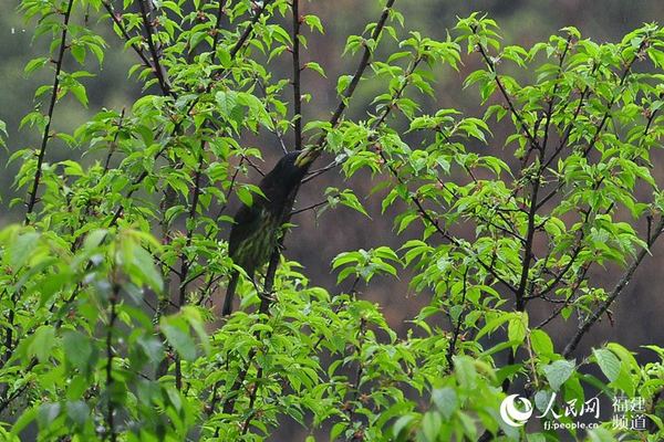 鹎鸟啄食花朵。  吴隆重 摄于福州新店
