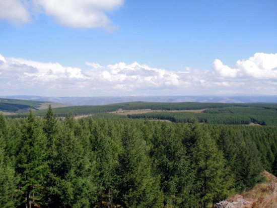 日本森林覆盖率_日本人均森林覆盖率