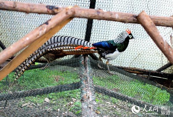 被救助后繁殖的白冠长尾雉（朱虹 摄）