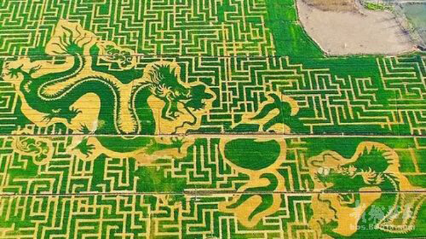 近日，命名为“疑似龙袍落九天”的一组无人机摄影图片在网络上被广泛传播。该组被精心“绣”出的“龙袍”、“二龙戏珠”麦田，位于南京市六合区龙袍街道长江渔村。