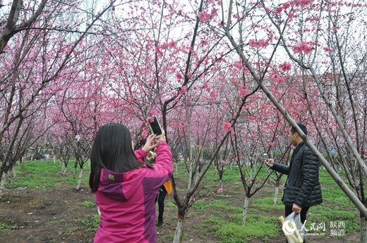 长安区王莽乡成片的盛开的桃花、李花引的游人纷纷合影留念。来王莽乡观赏桃花已经成为西安市民春季观光赏花的一个流行趋势了。张伟摄