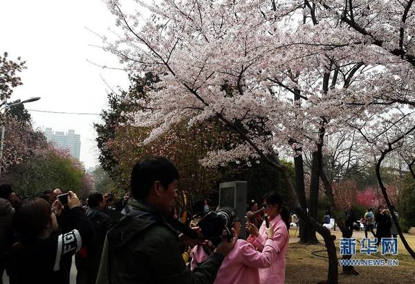 　　郑州碧沙岗公园内的樱花盛开，吸引无数的赏花人。