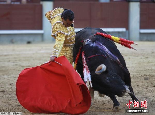 西班牙复活节斗牛赛险象环生|斗牛士|塞维利亚