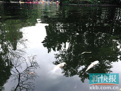 ■虽然工作人员来回打捞,但岸边仍漂着新的死鱼。新快报记者 罗汉章 实习生 许敏/摄